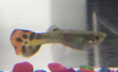 fish1.webp