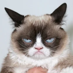 me as a cat.webp