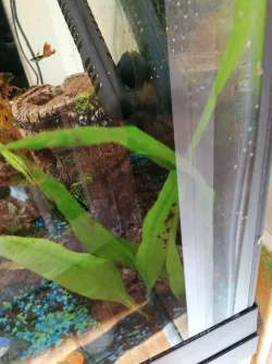 Aq Plant 2.webp