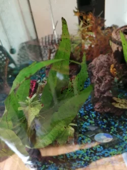 Aquarium plants 1.webp