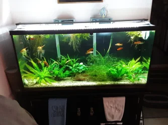 Tank.webp