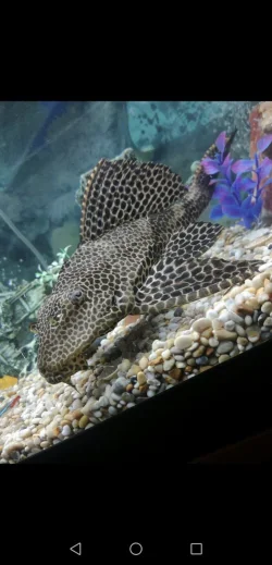 Screenshot_20210228-211459.webp