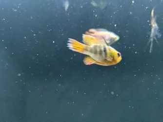 gbr.webp