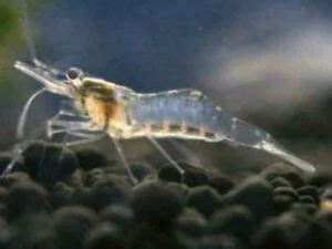 ghost shrimp.webp