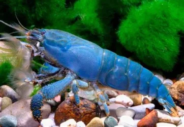 vampire shrimp.webp