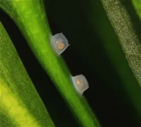 as eggs.webp