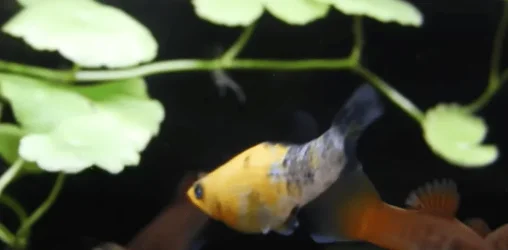 2021-03-06 12_22_05-(1) HOW TO BREED MOLLY FISH FAST_ HOW TO CARE FOR MOLLY FISH - YouTube - ...webp