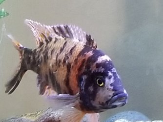 20180618_142157.jpg