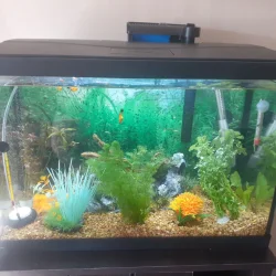 Aquarium_March_2021.webp