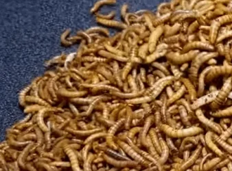 2021-03-07 23_51_57-(1) Mealworms VS Banana Time Lapse - YouTube - Opera.webp