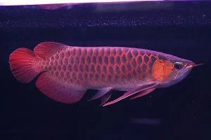 Asian Arowana.webp