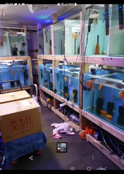 Screenshot_20210308-053954_Gallery.webp