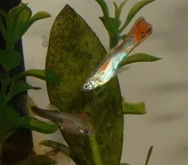 GuppyFry.webp