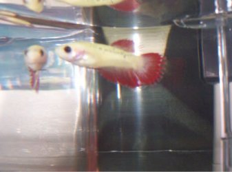 redcrownfemale.jpg