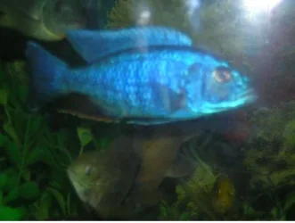 blue.webp
