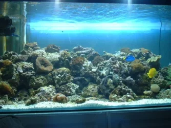 dads_fish_tank.webp
