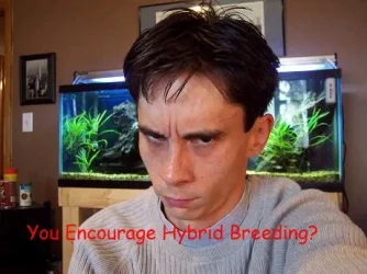 badhybrid.webp