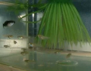 Fry3.webp
