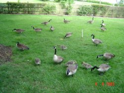 CUANTOS_PATOS.JPG