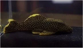 baryancistrus_sp_goldennuggetl085_1_.webp