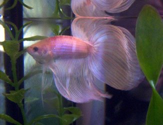 junebetta3.jpg junebetta3.jpg