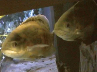 DCAM0131.webp