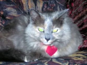 josie3.webp