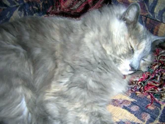 josie5.webp