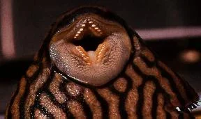 pleco_mouth.webp