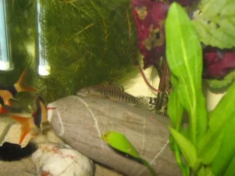 Hong_Kong_Pleco.webp