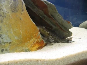 Sailfin_Pleco.webp