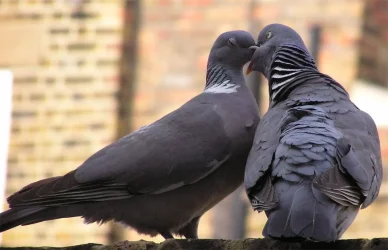 snog.webp