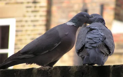 pigeonkiss.webp