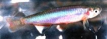 pearl_danio.jpg