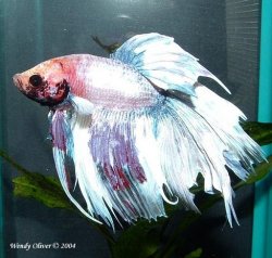 10gl_bettas_2004_6_4_00006a.jpg