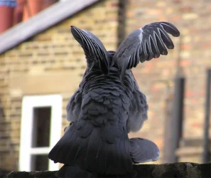 pigeon2.webp