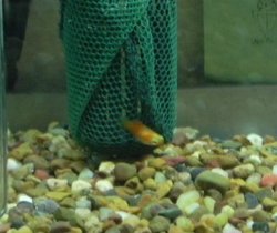 Platy_Fry1.jpg