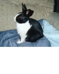 bunny.webp