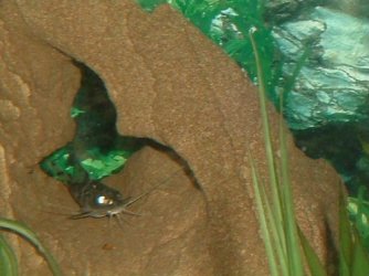 fishy3_046.jpg