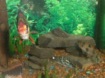 fishy3_009.jpg