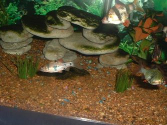 fishy3_050.jpg