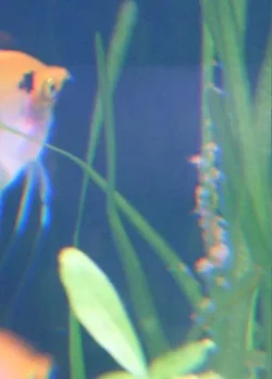 Angels___eggs___15.06.webp