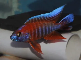Aulonocara-jacobfreibergi-«Eureka-Red».webp