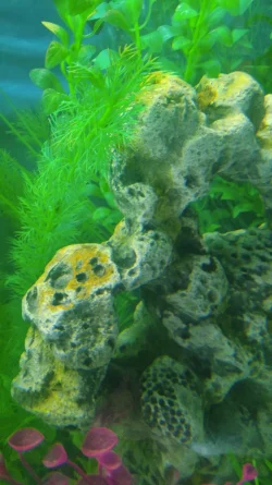 fish1.webp