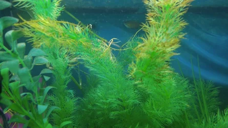 fish2.webp