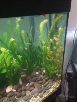 unknown_plant1.webp