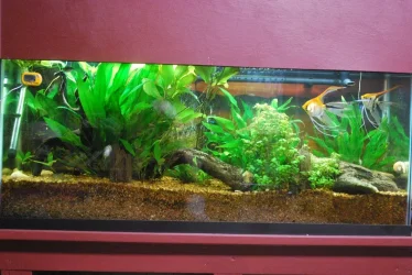 55-gallon and plants over growing background.webp