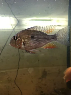 Threadfin.webp