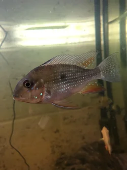 Threadfin pic 3.webp