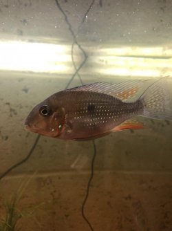 Threadfin pic 2.jpg